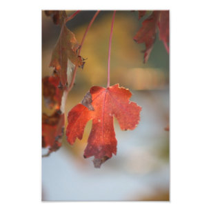Fall Leaf close up Photo Enlargement