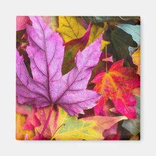 Fall leaf fiesta magnet
