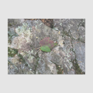 Fall Leaf on Rock Tissue Paper
