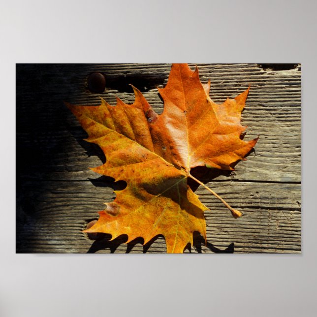 Fall Leaf Poster (Front)