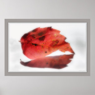 Fall Leaf Reflected Poster -36x24-other sizes also
