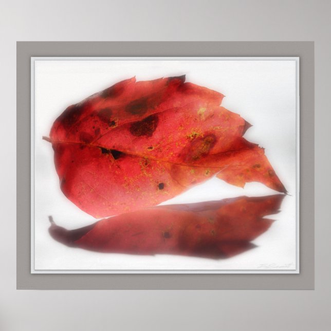 Fall Leaf Reflected Print -24x20 -other sizes also (Front)