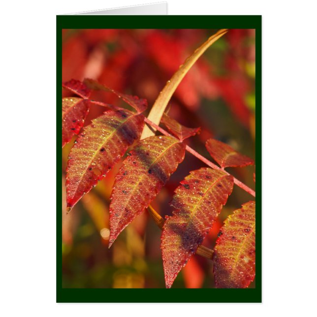 Fall Leaves (Front)