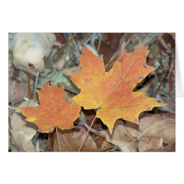 Fall Leaves (Front Horizontal)