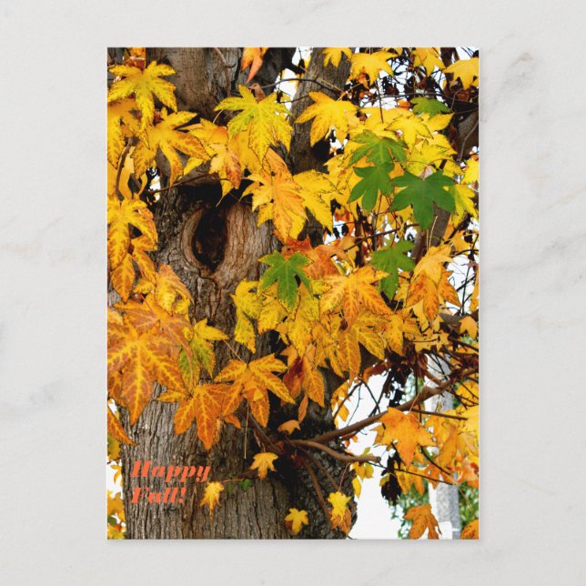 Fall Leaves and Tree Post Card (Front)