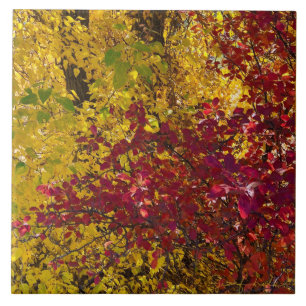 Fall Leaves in the Oregon’s Outback Tile