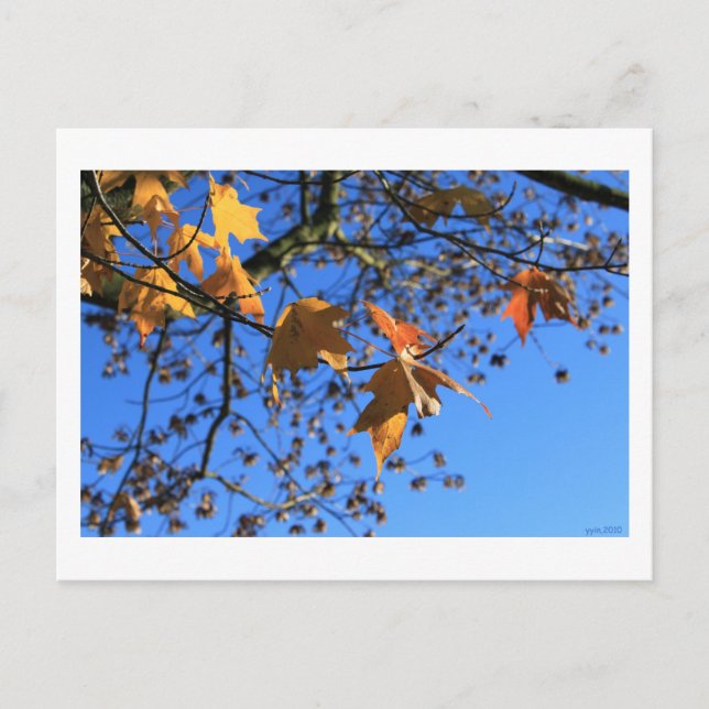 Fall,leaves,maple, blue sky, BC, Canada,2010 Postcard (Front)