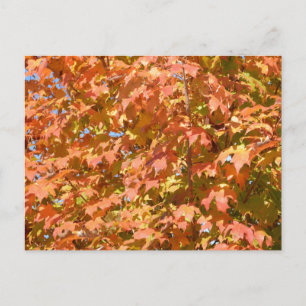 Fall Leaves On A Tree Scenery Postcard