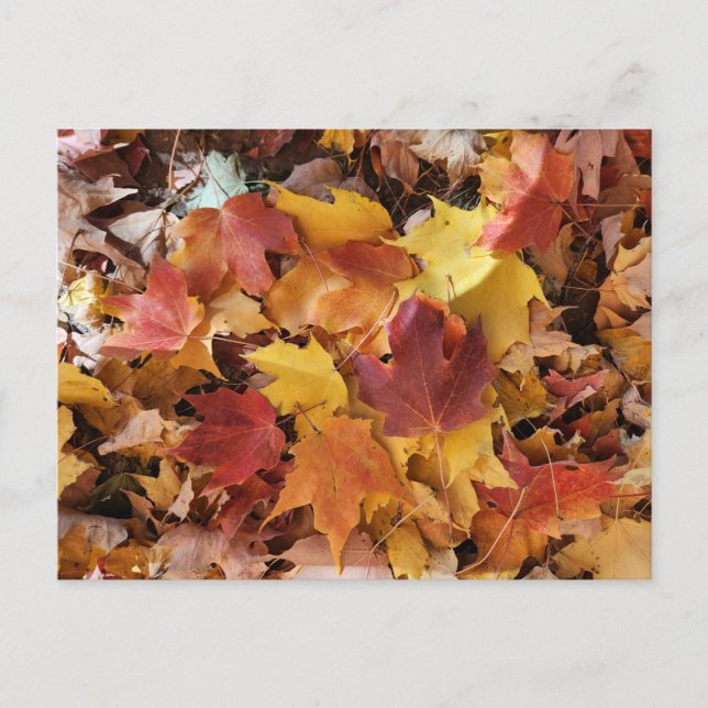 Fall Leaves Piling Up Postcard (Front)