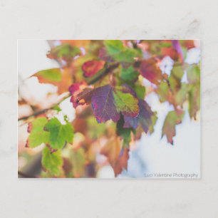 Fall Leaves Postcard