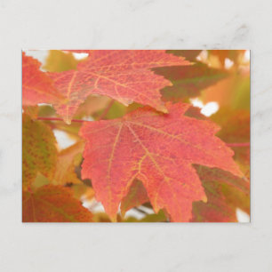 Fall Leaves Postcard
