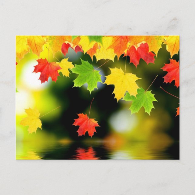 Fall Leaves Postcard (Front)