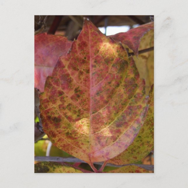 Fall Leaves postcard (Front)