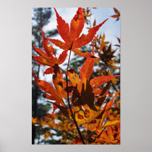 Fall Leaves Poster