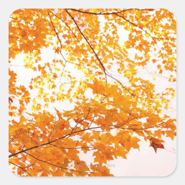 Fall Leaves Reflection Square Sticker (Front)