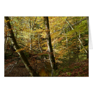 "Fall Leaves + Stream in Northumberland Woods"