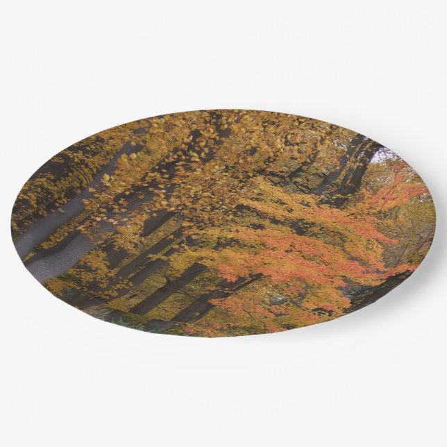 Fall Leaves Tulip Poplar Trees  Paper Plate (Angled)