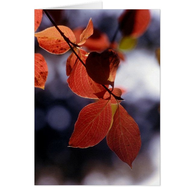 Fall Leaves, Yosemite (Front)