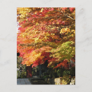 Fall lined street, Nikko, Japan Postcard