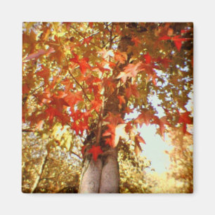 fall magnet