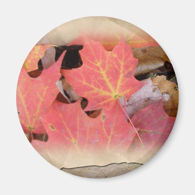 Fall Maple Leaves Coordinating Items Magnet (Front)