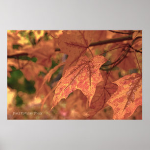 Fall Maple Leaves HDR Poster