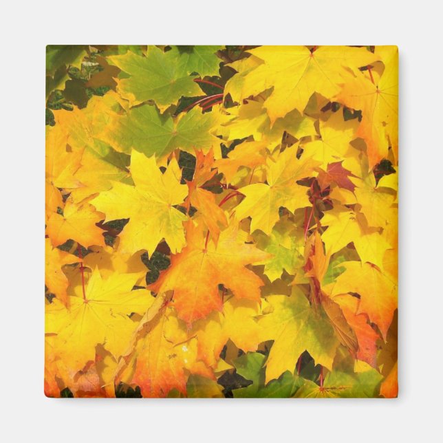 Fall Maple Leaves with Autumn Colours Magnet (Front)