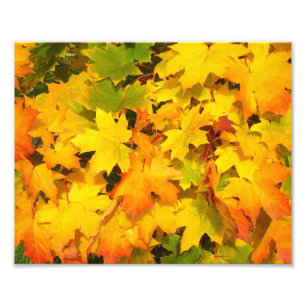 Fall Maple Leaves with Autumn Colours Photo Print