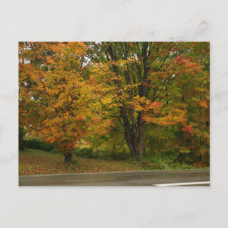 fall maple postcard