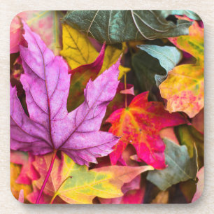 Fall maple tree leaves colourful autumn nature coaster