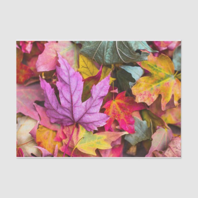 Fall maple tree leaves colourful autumn nature tissue paper (Front)