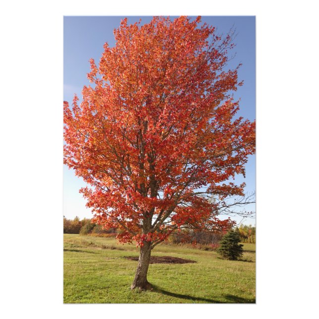 Fall maple tree with burning red leaves photo print (Front)