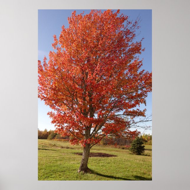 Fall maple tree with burning red leaves poster (Front)