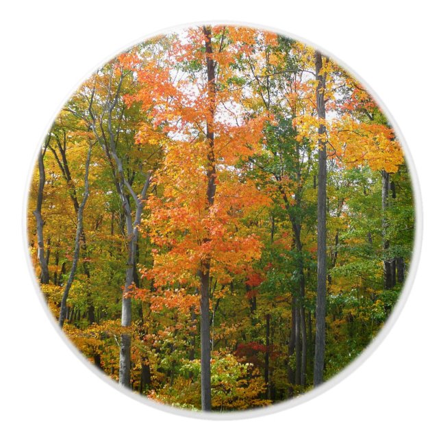 Fall Maple Trees Autumn Nature Photography Ceramic Knob (Front)
