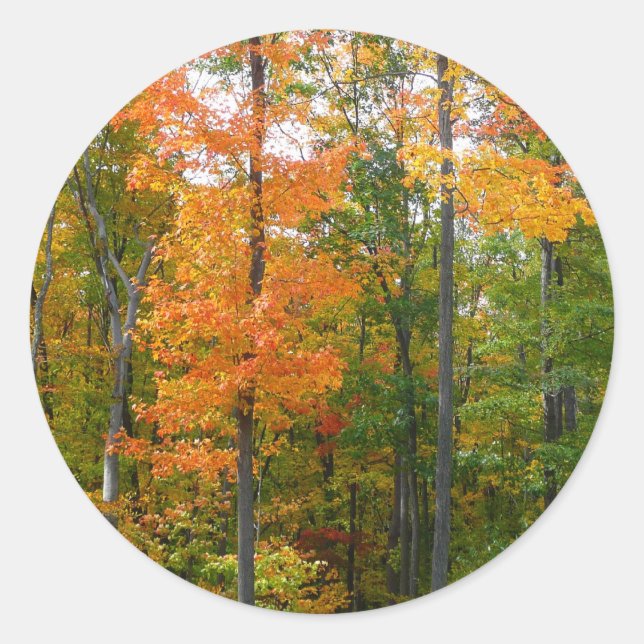 Fall Maple Trees Autumn Nature Photography Classic Round Sticker (Front)