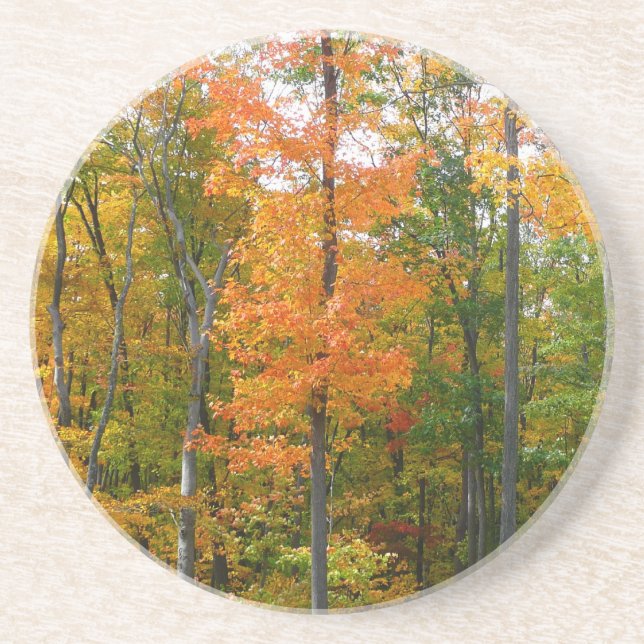 Fall Maple Trees Autumn Nature Photography Coaster (Front)