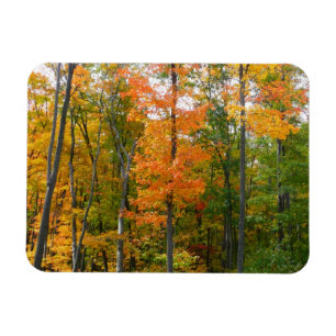 Fall Maple Trees Autumn Nature Photography Magnet