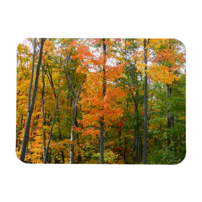 Fall Maple Trees Autumn Nature Photography Magnet (Horizontal)