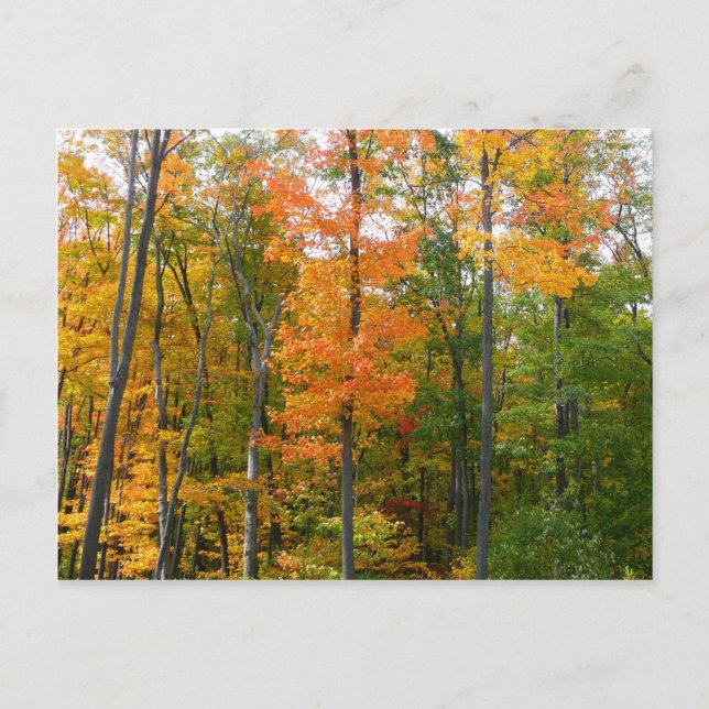 Fall Maple Trees Autumn Nature Photography Postcard (Front)