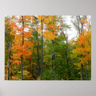 Fall Maple Trees Autumn Nature Photography Poster