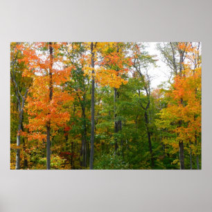 Fall Maple Trees Autumn Nature Photography Poster