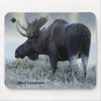 Fall - Moose
