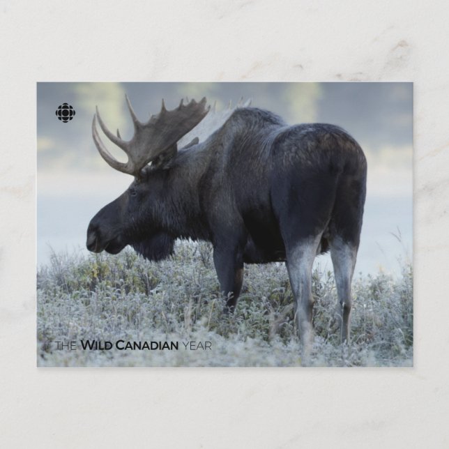 Fall - Moose Postcard (Front)
