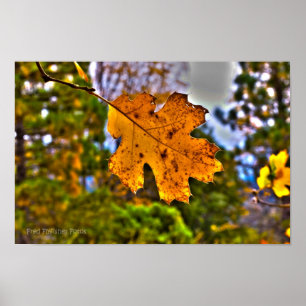 Fall Oak Leaf HDR Poster