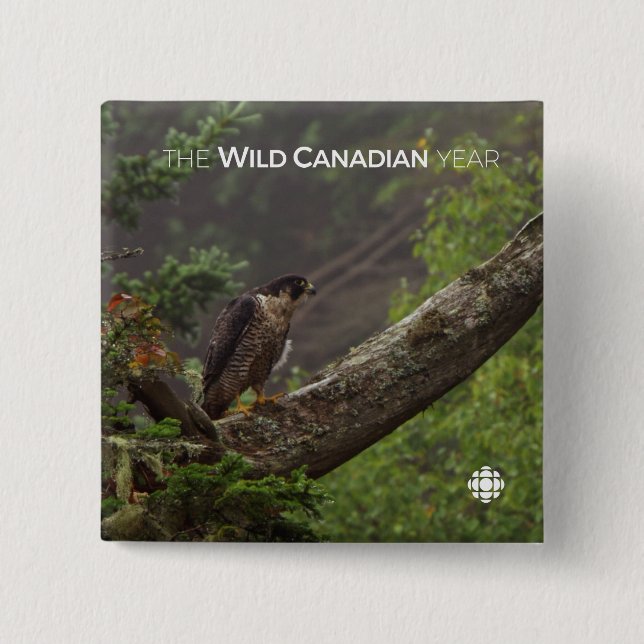 Fall - Peregrine Falcon 15 Cm Square Badge (Front)