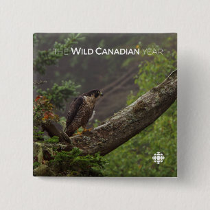 Fall - Peregrine Falcon 15 Cm Square Badge