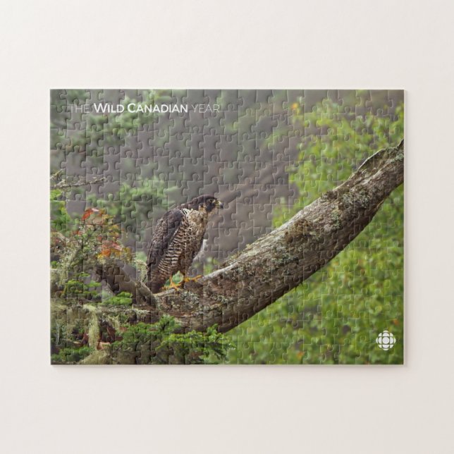 Fall - Peregrine Falcon Jigsaw Puzzle (Horizontal)