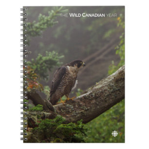 Fall - Peregrine Falcon Notebook