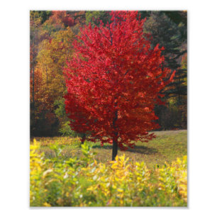 Fall Pictures   Pictures of Fall Photo Print