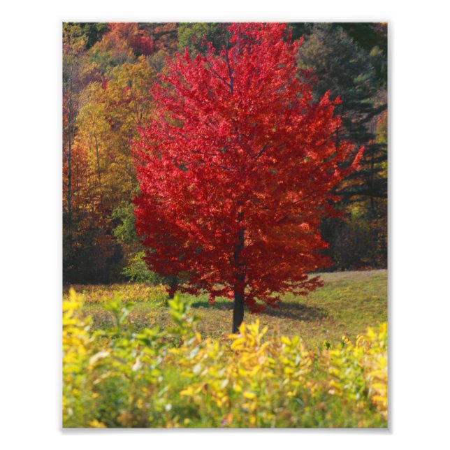 Fall Pictures | Pictures of Fall Photo Print (Front)